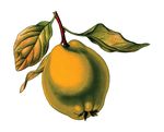 Free Clipart Of A Quince