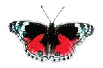 Free Clipart Of A Butterfly