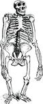 Free Clipart Of A Gorilla Skeleton