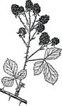 Free Clipart Of A Blackberry Branch