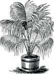 Free Clipart Of A Palm Plant