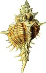 Free Clipart Of A Conch Sea Shell
