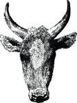 Free Clipart Of A Cow Head