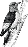 Free Clipart Of A Woodpecker Bird
