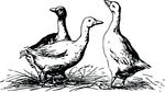 Free Clipart Of Geese