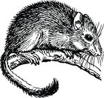 Free Clipart Of A Dormouse