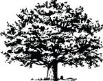 Free Clipart Of A Tree