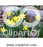 Free Clipart Of Yellow Daffodils