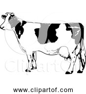 Free Clipart Of Black And White Milk Cow