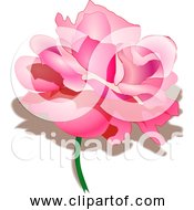 Free Clipart Of Pretty Pink Rose