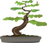 Free Clipart Of A Bonsai Tree