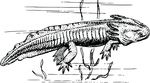 Free Clipart Of A Black And White Axolotl Mexican Salamander