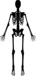Free Clipart Of A Human Skeleton Black And White