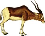 Free Clipart Of An Antelope