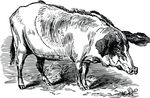 Free Clipart Of A Black And White Pig