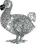 Free Clipart Of A Dodo Bird
