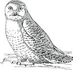 Free Clipart Of An Owl