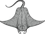 Free Clipart Of A Stingray
