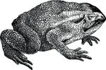 Free Clipart Of A Toad In Black And White