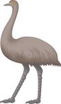 Free Clipart Of An Emu