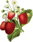 Free Clipart Of A Strawberry Plant