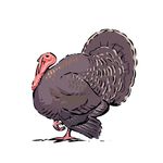 Free Clipart Of A Turkey Bird