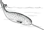 Free Clipart Of A Diving Narwhal
