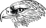 Free Clipart Of A Black And White Falcon Or Eagle Head