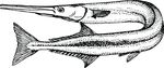 Free Clipart Of A Garfish