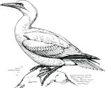 Free Clipart Of A Gannet Bird