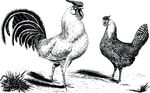 Free Clipart Of A Hen And Rooster