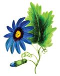 Free Clipart Of A Passion Flower