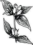 Free Clipart Of A Gentian Flower