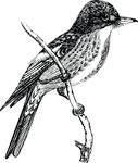 Free Clipart Of A Flycatcher Bird