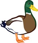 Free Clipart Of A Duck Mallard Drake