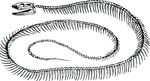 Free Clipart Of A Snake Skeleton