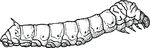 Free Clipart Of A Caterpillar Bug