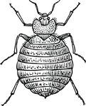 Free Clipart Of A Bedbug