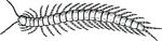 Free Clipart Of A Centipede