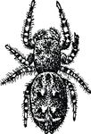 Free Clipart Of A Hairy Spider