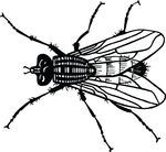 Free Clipart Of A Fly