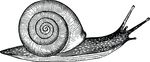 Free Clipart Of A Snail Bug
