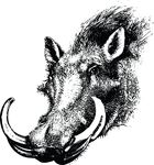 Free Clipart Of A Warthog