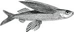 Free Clipart Of A Fish