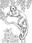 Free Clipart Of A Bush Baby