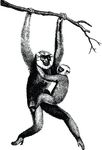 Free Clipart Of A Gibbon Monkey And Baby