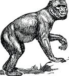 Free Clipart Of A Macaque