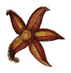 Free Clipart Of A Starfish