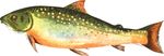 Free Clipart Of A Trout Fish