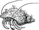 Free Clipart Of A Hermit Crab